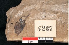 Foto (Detailansicht) von Sequoia hardtii Endl. (NHMW-GEO-2024-0188-8237)